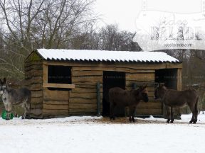 L'écurie avec ânes et poneys.