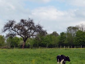 L'enclos des vaches.