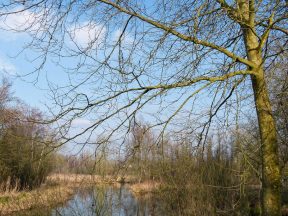 La réserve des marais d'isle.