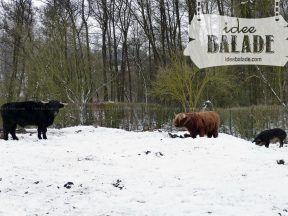 L’enclos de bovins et le porc.