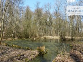 L'étang boisé.