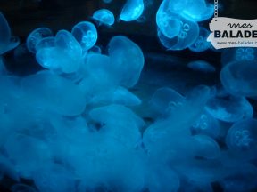 Méduses.