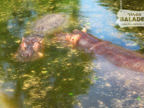 Hippopotames.