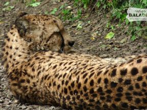 Panthère de Sri Lanka.