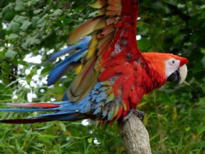 Perroquet Ara.