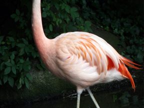 Flamant rose.