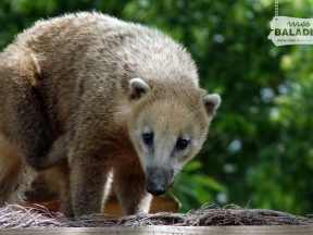 Coati.