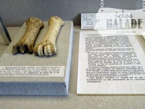 Autres os de bœufs.