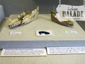 Mandibules de cochons.