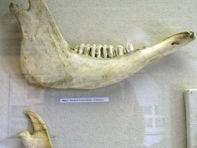 Mandibules de bœufs.