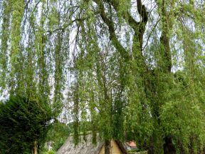 Habitation mérovingienne.