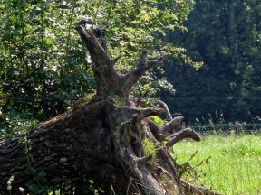Arbre déraciné.