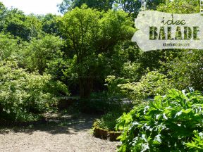 Les arbustes et arbrisseaux.