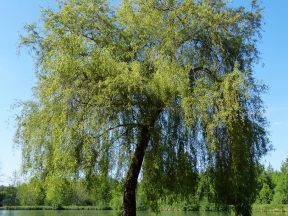 Détail de l'étang.