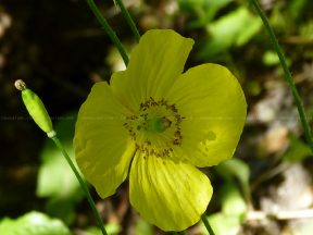Meconopsis de cambrie.