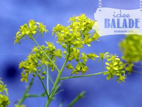 Pastel des teinturiers.