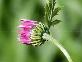Pyrèthre rose en bouton.